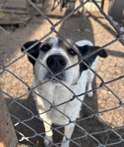 Лапки-царапки